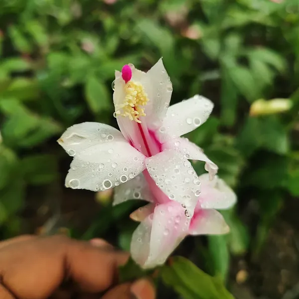 Pink_Christmas_Cactus_Plant__Exotic_Winter_Blooming_Succulent
