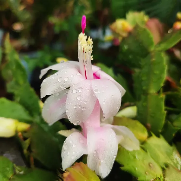 Pink_Christmas_Cactus_Plant__Exotic_Winter_Blooming_Succulent