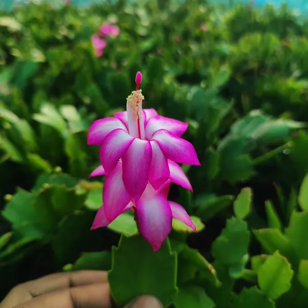 Pink_Christmas_Cactus_(Schlumbergera)__Exotic_Winter-Blooming_Houseplant_Pack_Of_-_1