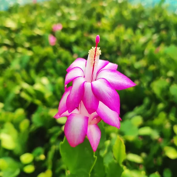 Pink_Christmas_Cactus_(Schlumbergera)__Exotic_Winter-Blooming_Houseplant_Pack_Of_-_1