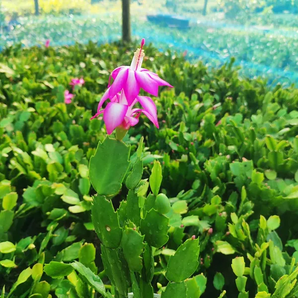 Pink_Christmas_Cactus_(Schlumbergera)__Exotic_Winter-Blooming_Houseplant_Pack_Of_-_1