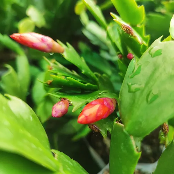 Pink_Christmas_Cactus_(Schlumbergera)__Exotic_Winter-Blooming_Houseplant_Pack_Of_-_1