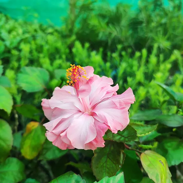 Pink_Double_Hibiscus_Plant_Tropical_Ornamental_Flowering_Plant