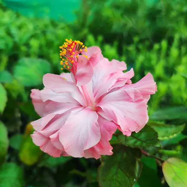 Pink_Double_Hibiscus_Plant_Tropical_Ornamental_Flowering_Plant