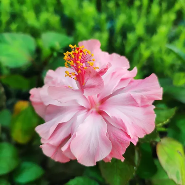 Pink_Double_Hibiscus_Plant_Tropical_Ornamental_Flowering_Plant
