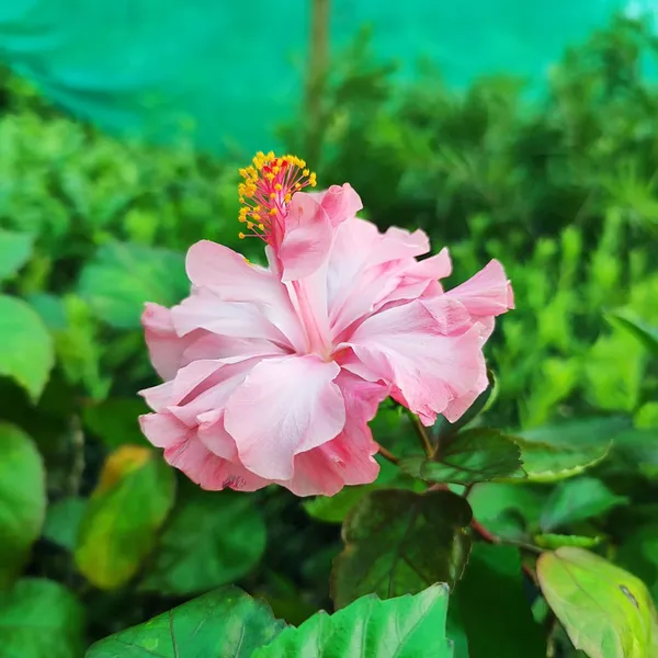 Pink_Double_Hibiscus_Plant_Tropical_Ornamental_Flowering_Plant