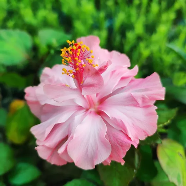 Pink_Double_Hibiscus_Plant_Tropical_Ornamental_Flowering_Plant