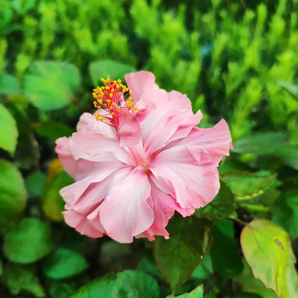 Pink_Double_Hibiscus_Plant_Tropical_Ornamental_Flowering_Plant