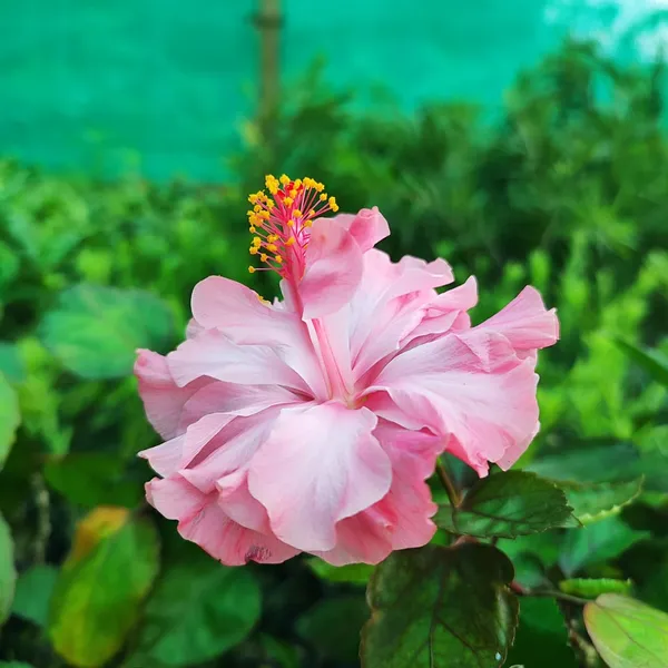 Pink_Double_Hibiscus_Plant_Tropical_Ornamental_Flowering_Plant
