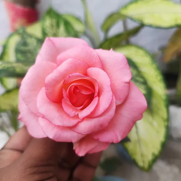 Pink_Elegance_Rose_Flower_Plant__Hybrid_Pink_Rose_for_Home_&_Garden