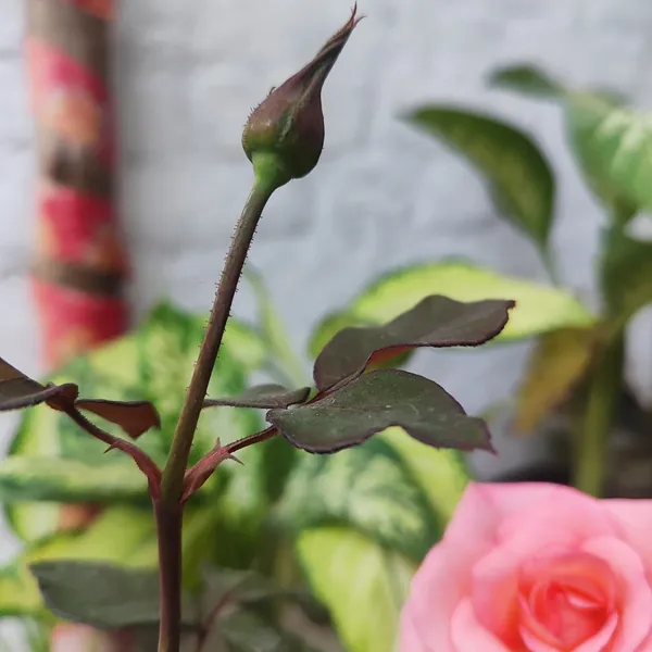 Pink_Elegance_Rose_Flower_Plant__Hybrid_Pink_Rose_for_Home_&_Garden
