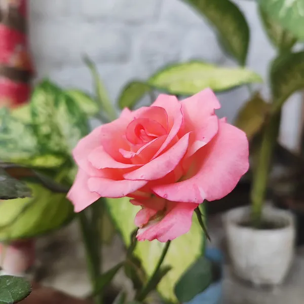 Pink_Elegance_Rose_Flower_Plant__Hybrid_Pink_Rose_for_Home_&_Garden