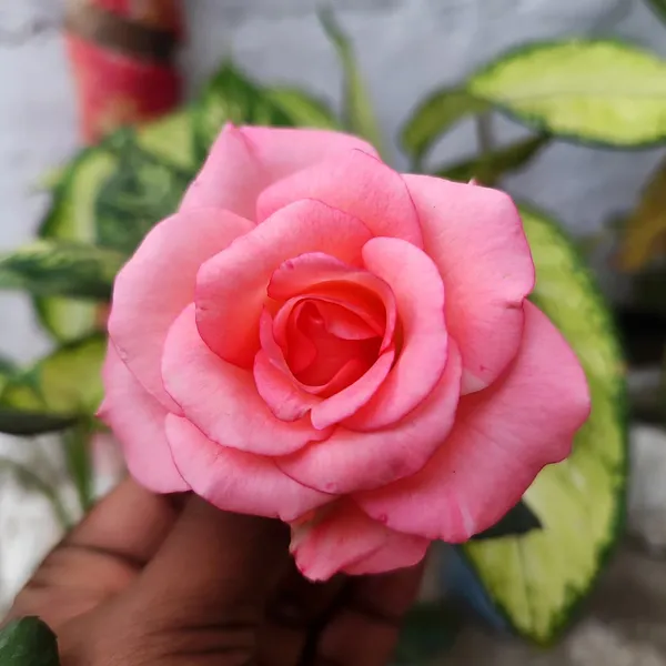 Pink_Elegance_Rose_Flower_Plant__Hybrid_Pink_Rose_for_Home_&_Garden