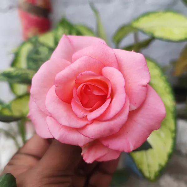 Pink_Elegance_Rose_Flower_Plant__Hybrid_Pink_Rose_for_Home_&_Garden