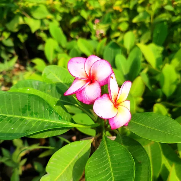 Pink_Frangipani_Plumeria_Flower__Plant_–_Tropical_Flowering_Ornamental_Plant