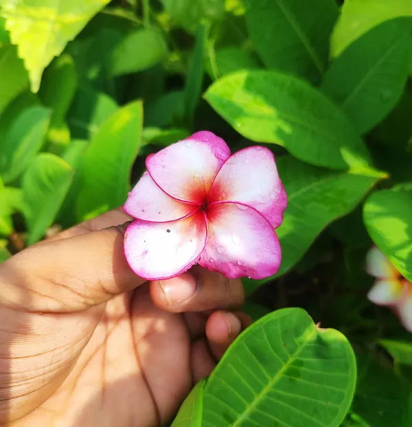 Pink_Frangipani_Plumeria_Flower__Plant_–_Tropical_Flowering_Ornamental_Plant