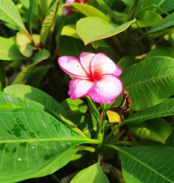 Pink_Frangipani_Plumeria_Flower__Plant_–_Tropical_Flowering_Ornamental_Plant
