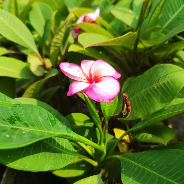 Pink_Frangipani_Plumeria_Flower__Plant_–_Tropical_Flowering_Ornamental_Plant