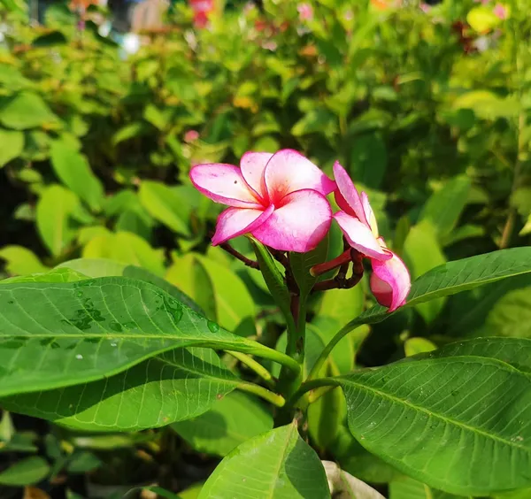 Pink_Frangipani_Plumeria_Flower__Plant_–_Tropical_Flowering_Ornamental_Plant