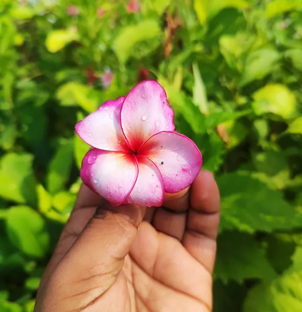 Pink_Frangipani_Plumeria_Flower__Plant_–_Tropical_Flowering_Ornamental_Plant