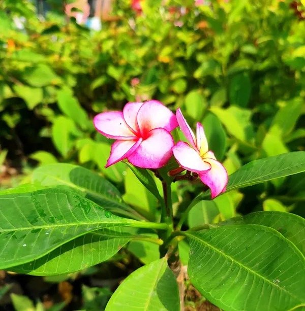 Pink_Frangipani_Plumeria_Flower__Plant_–_Tropical_Flowering_Ornamental_Plant