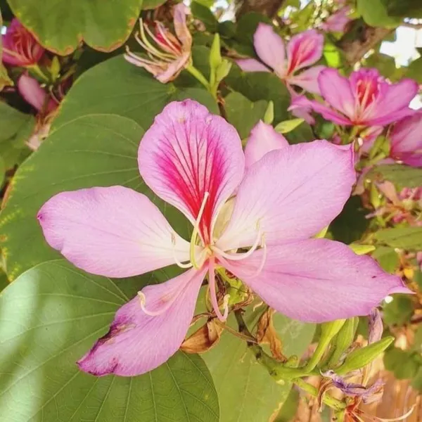 Pink_Kanchan_Flower_Plant_(Bauhinia_Variegata)__Exotic_Ornamental_Tree
