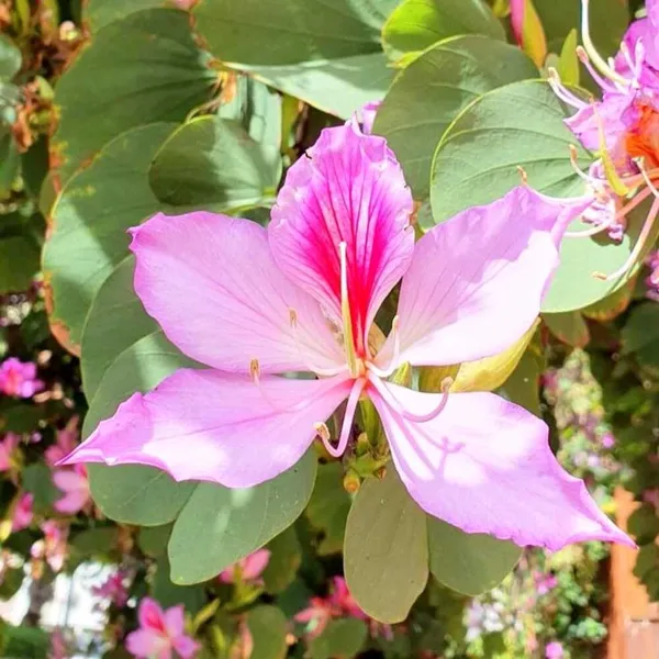 Pink_Kanchan_Flower_Plant_(Bauhinia_Variegata)__Exotic_Ornamental_Tree