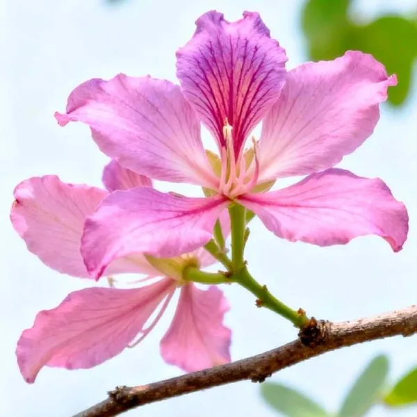 Pink_Kanchan_Flower_Plant_(Bauhinia_Variegata)__Exotic_Ornamental_Tree