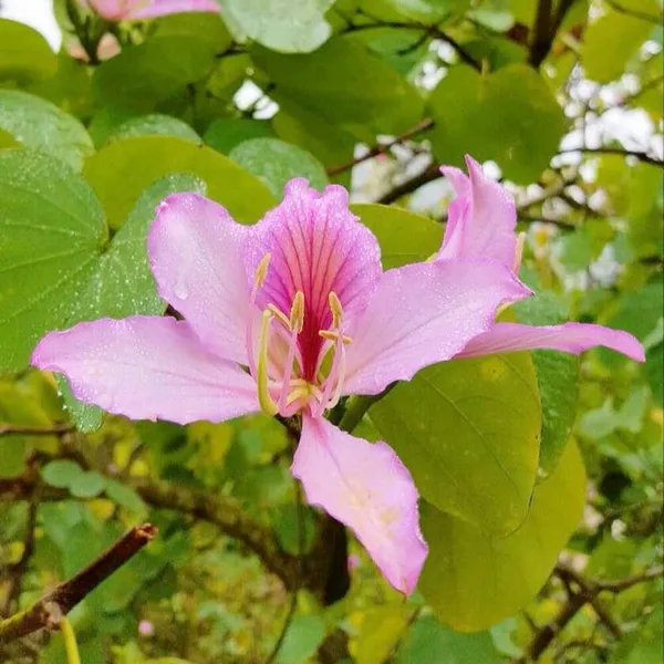 Pink_Kanchan_Flower_Plant_(Bauhinia_Variegata)__Exotic_Ornamental_Tree