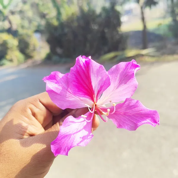 Pink_Kanchan_Flower_Plant_(Bauhinia_Variegata)__Exotic_Ornamental_Tree