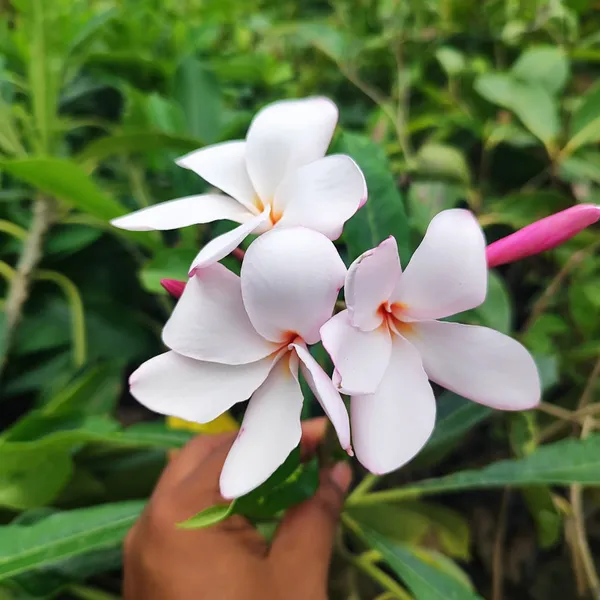 Pink_Plumeria_(Frangipani)_Plant_Tropical_Flowering_Beauty