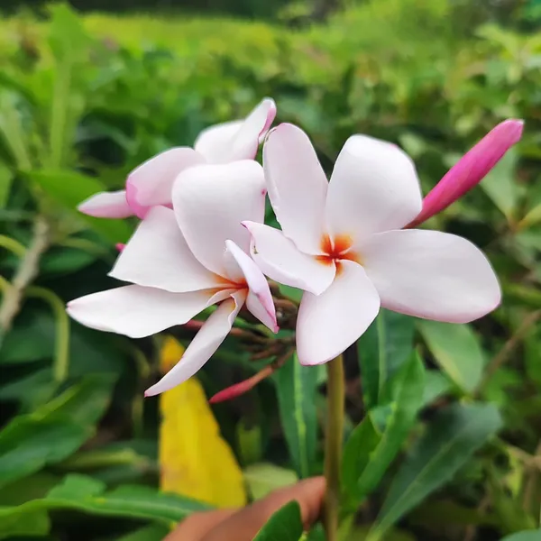 Pink_Plumeria_(Frangipani)_Plant_Tropical_Flowering_Beauty