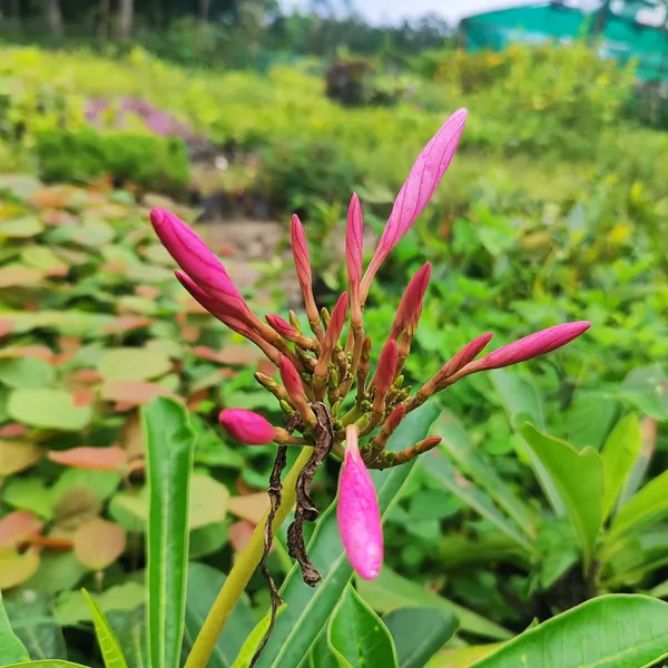 Pink_Plumeria_(Frangipani)_Plant_Tropical_Flowering_Beauty