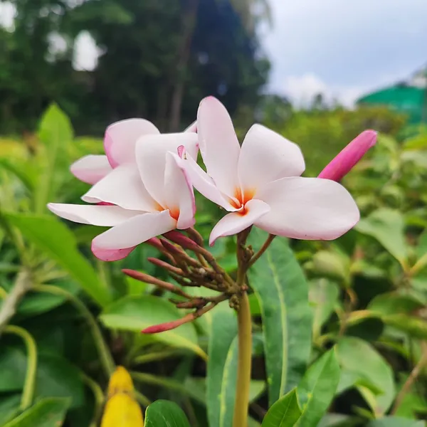 Pink_Plumeria_(Frangipani)_Plant_Tropical_Flowering_Beauty