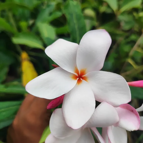 Pink_Plumeria_(Frangipani)_Plant_Tropical_Flowering_Beauty