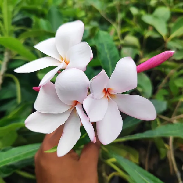 Pink_Plumeria_(Frangipani)_Plant_Tropical_Flowering_Beauty