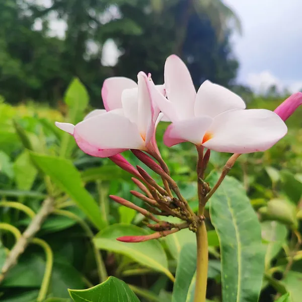 Pink_Plumeria_(Frangipani)_Plant_Tropical_Flowering_Beauty