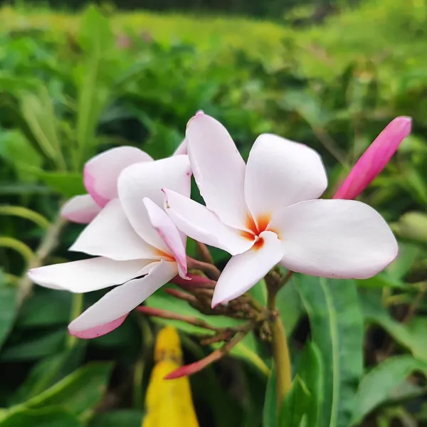 Pink_Plumeria_(Frangipani)_Plant_Tropical_Flowering_Beauty