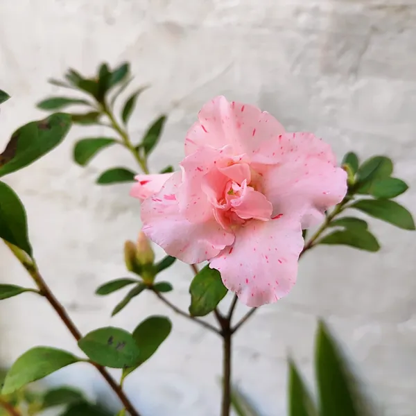 Pink_Speckled_Azalea_Flower_Plant_Pack_Of_-_1