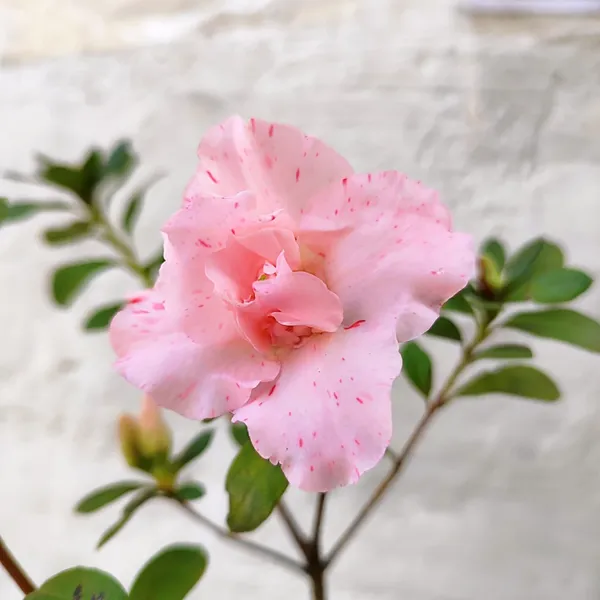Pink_Speckled_Azalea_Flower_Plant_Pack_Of_-_1