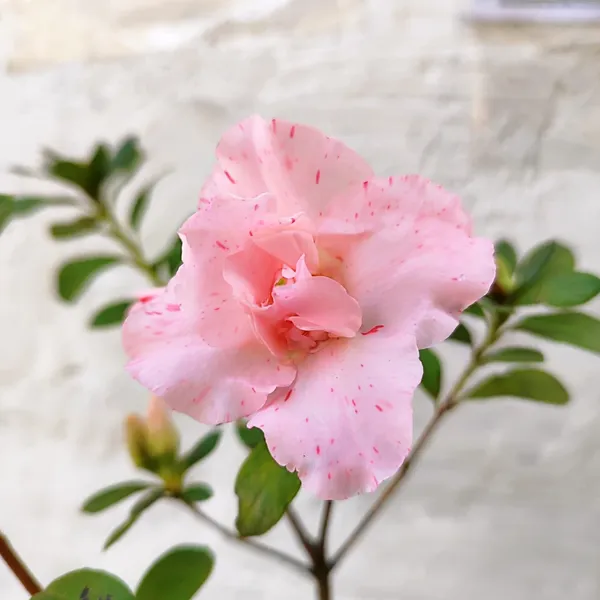 Pink_Speckled_Azalea_Flower_Plant_Pack_Of_-_1
