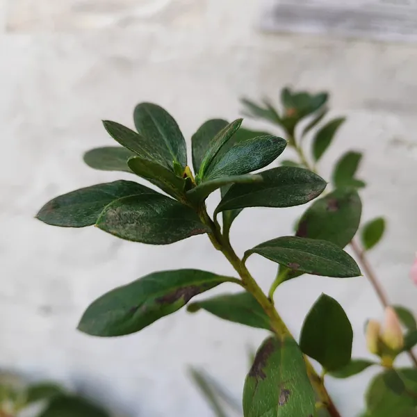 Pink_Speckled_Azalea_Flower_Plant_Pack_Of_-_1