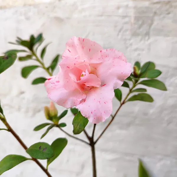 Pink_Speckled_Azalea_Flower_Plant_Pack_Of_-_1
