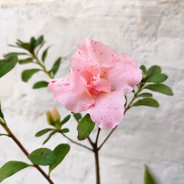 Pink_Speckled_Azalea_Flower_Plant_Pack_Of_-_1