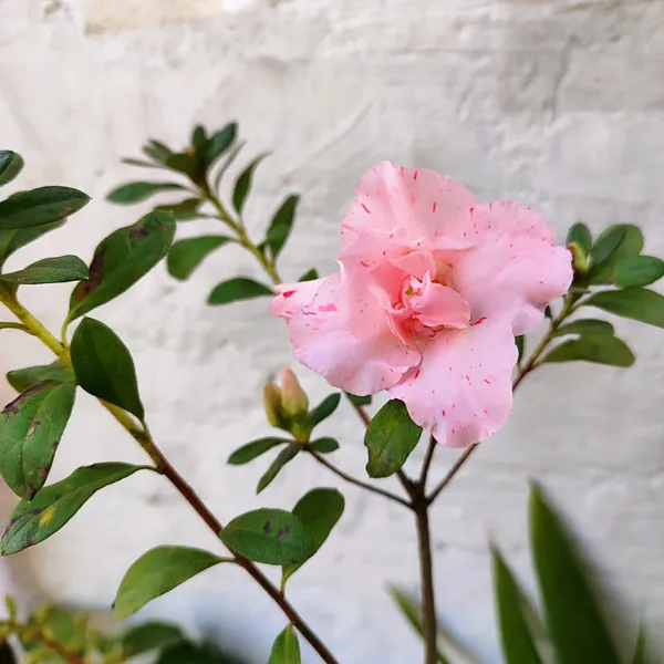 Pink_Speckled_Azalea_Flower_Plant_Pack_Of_-_1