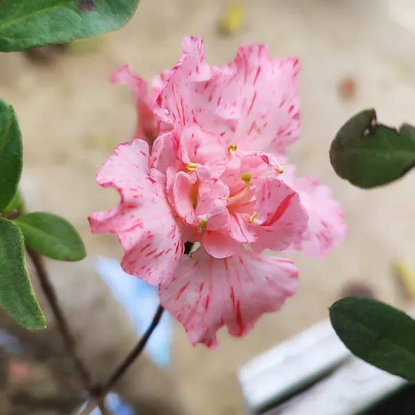 Pink_Speckled_Azalea_Flowering_Plant__Ornamental_Shrub