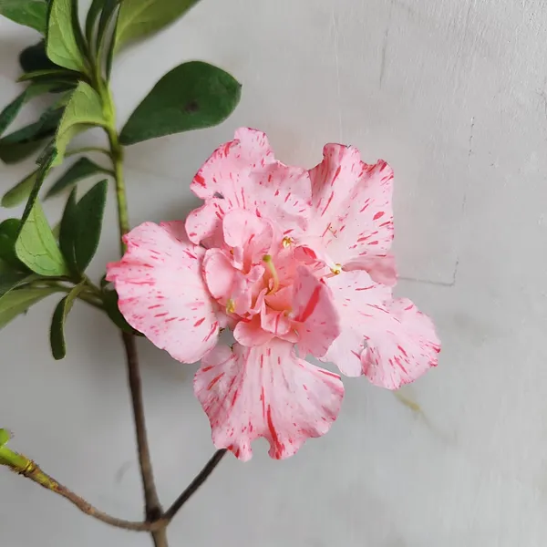 Pink_Speckled_Azalea_Flowering_Plant__Ornamental_Shrub
