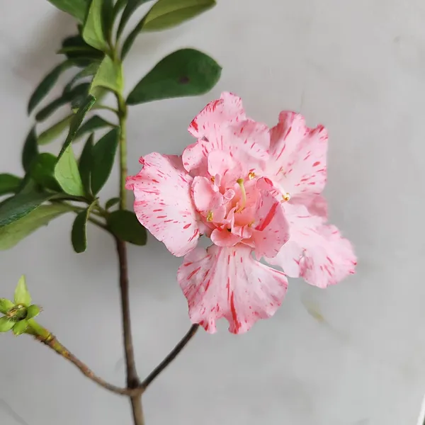 Pink_Speckled_Azalea_Flowering_Plant__Ornamental_Shrub