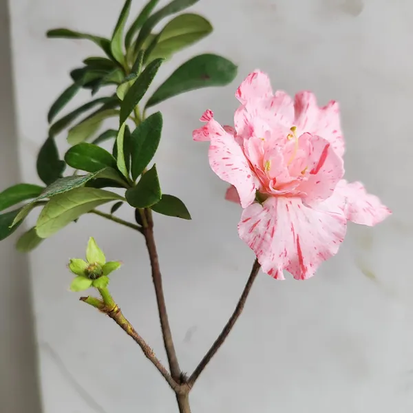 Pink_Speckled_Azalea_Flowering_Plant__Ornamental_Shrub
