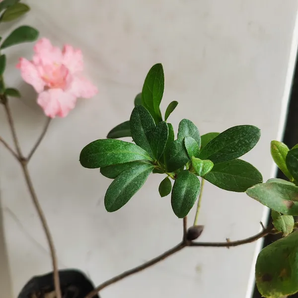 Pink_Speckled_Azalea_Flowering_Plant__Ornamental_Shrub